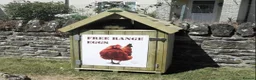 Chickens poultry for sale: 🥚🌿 Premium Organic Free Range Eggs  - Advert 1
