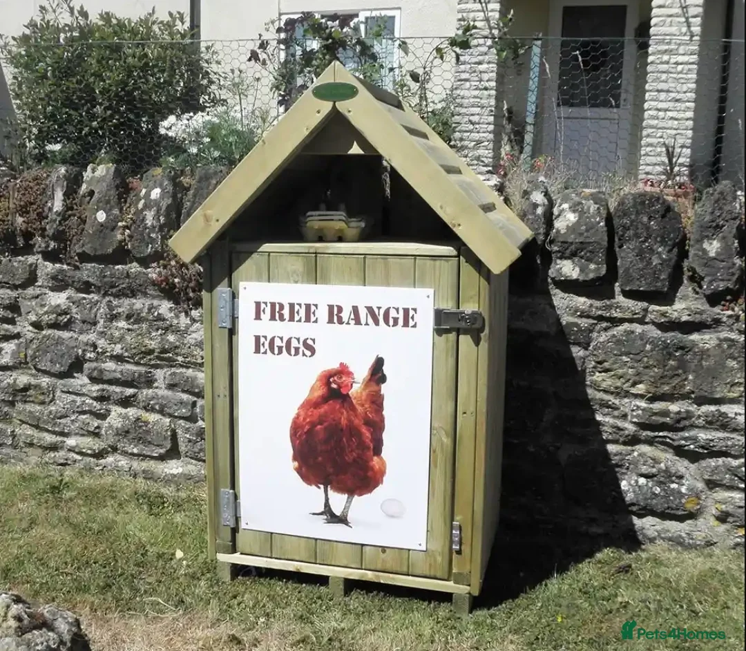 Chickens poultry for sale: 🥚🌿 Premium Organic Free Range Eggs  - Advert 1