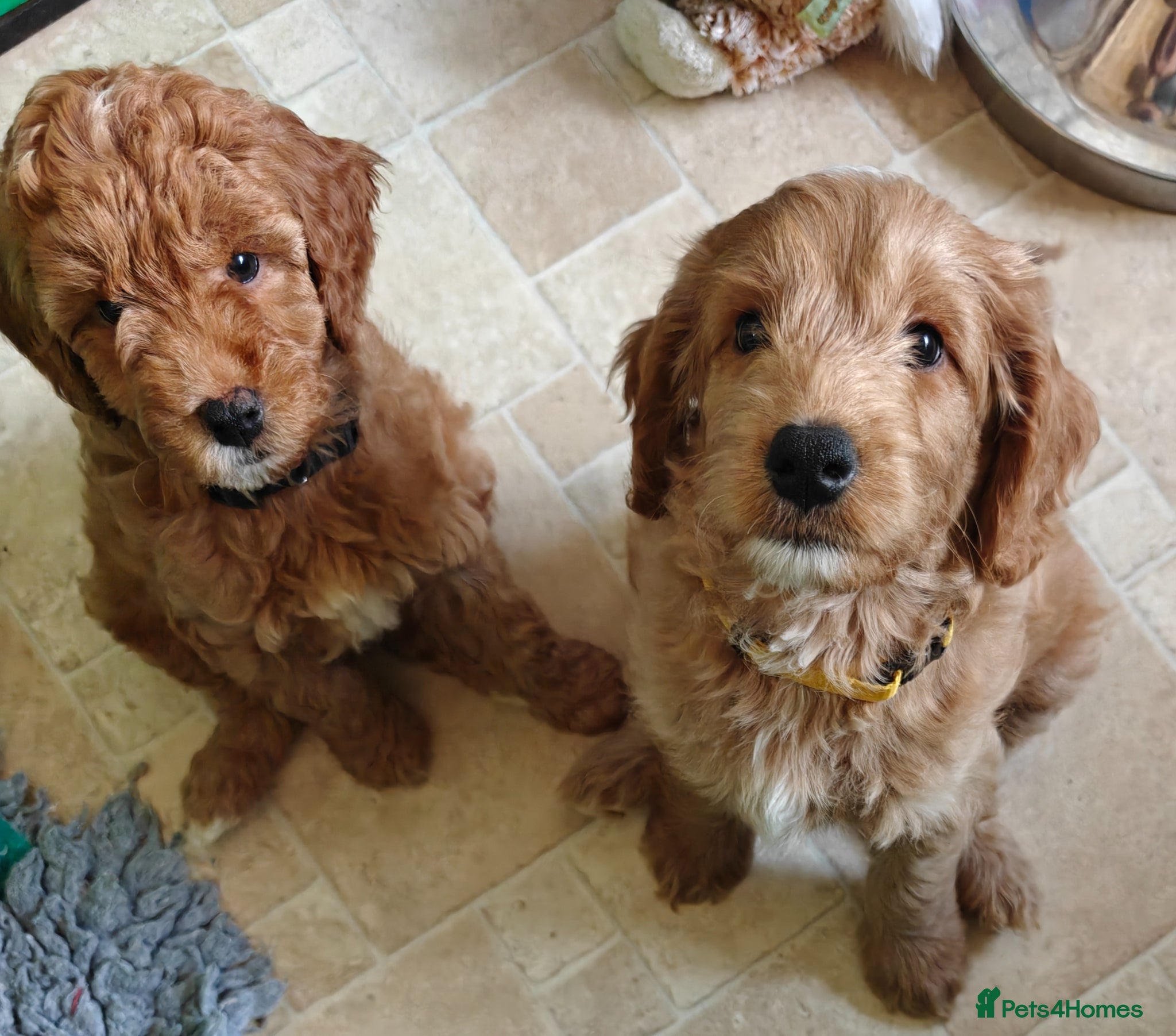 Cockapoo dogs Gorgeous F1B Cockapoo Puppies Ready Now  - Advert 2