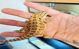Bearded Dragon reptiles for sale: Last 3 baby dragons AVAILABLE NOW  - Image 16