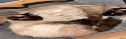 Ragdoll cats for sale: Ragdoll bluepoint/sealpoint - Advert 2