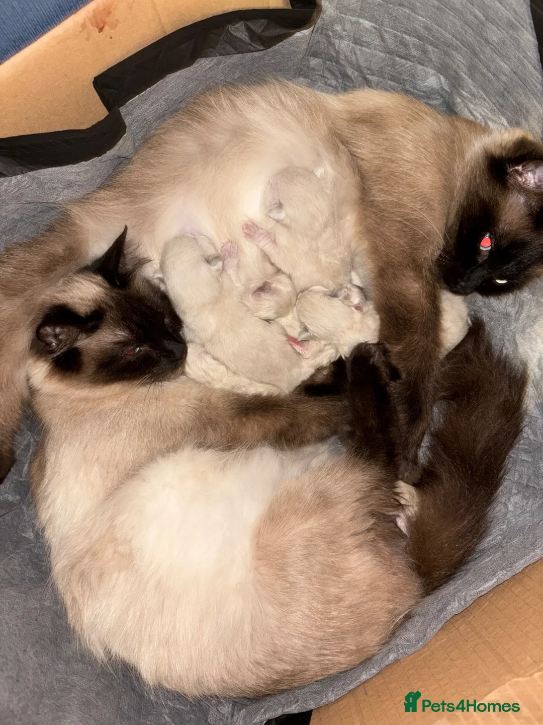 Ragdoll cats for sale: Ragdoll bluepoint/sealpoint - Advert 2