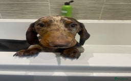 Miniature Dachshund dogs for stud: Chocolate Dapple for Stud - Image 3