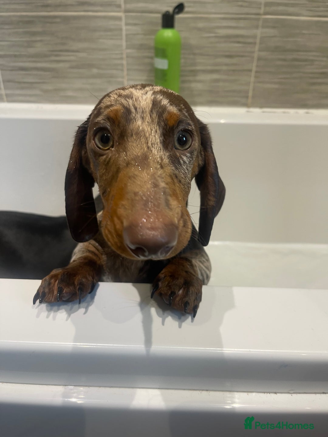 Miniature Dachshund dogs for stud: Chocolate Dapple for Stud - Image 3