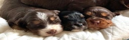 Cocker Spaniel dogs for sale: Extensively Health tested cocker spaniels Puppies  - Advert 10
