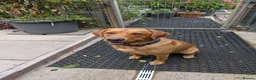 Labrador Retriever dogs for stud: Monty Fox Red Labrador  in Leyland - Advert 1