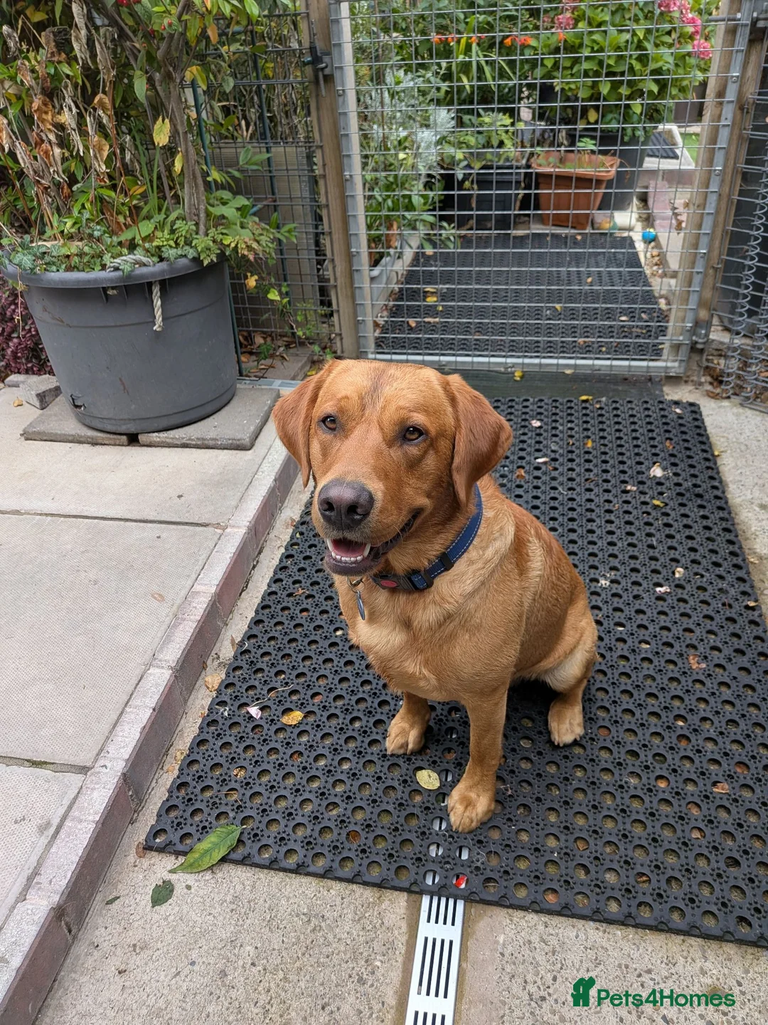 Labrador Retriever dogs for stud: Monty Fox Red Labrador  in Leyland - Advert 1