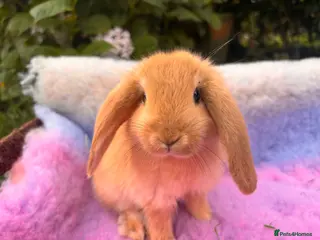 Mixed Breed rabbits 4 beautiful French x mini lops - Advert 1