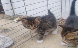 Mixed Breed cats for sale: Gorgeous Bengal x babies **READY NOW** - Image 24