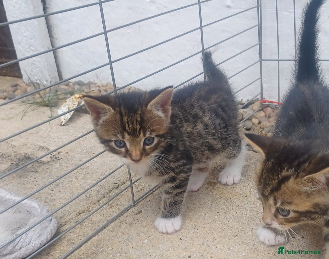 Mixed Breed cats for sale: Gorgeous Bengal x babies **READY NOW** - Image 24