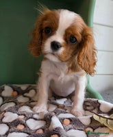 Cavalier King Charles Spaniel dogs - Advert 4