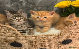 Mixed Breed cats for sale: Beautiful kittens  - Image 2