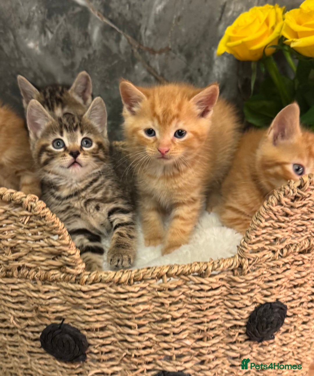 Mixed Breed cats for sale: Beautiful kittens  - Image 2