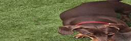 Miniature Dachshund dogs for sale: Stunning KC Registered Miniature Dax 15 mnths fema - Advert 4