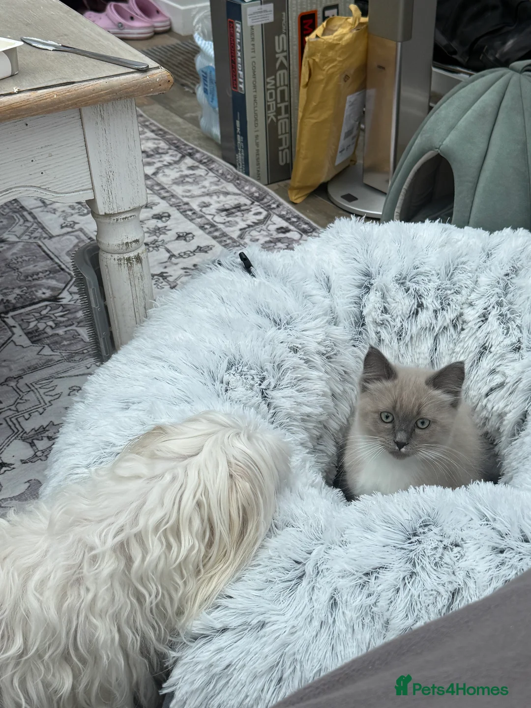 Ragdoll cats for sale: Fully vaccinated, vet checked V cuddly Ragdoll boy - Advert 3