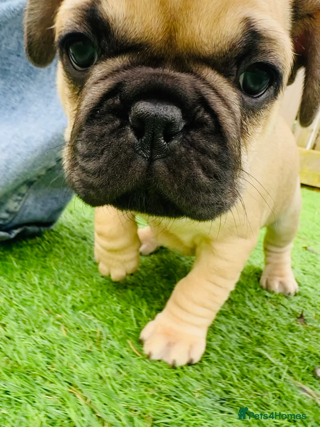French Bulldog dogs for sale: French Bulldog Puppies - Fawn/Cream - Advert 2