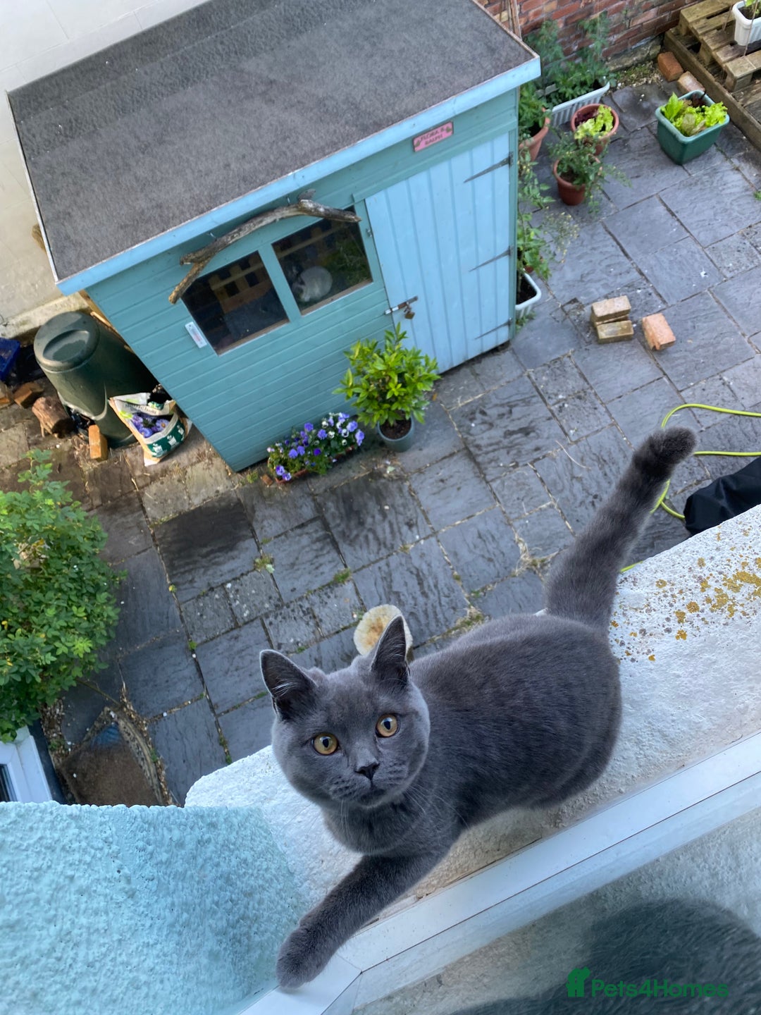 British Shorthair cats for sale: Female Blue British Shorthair 2 years old  - Advert 3
