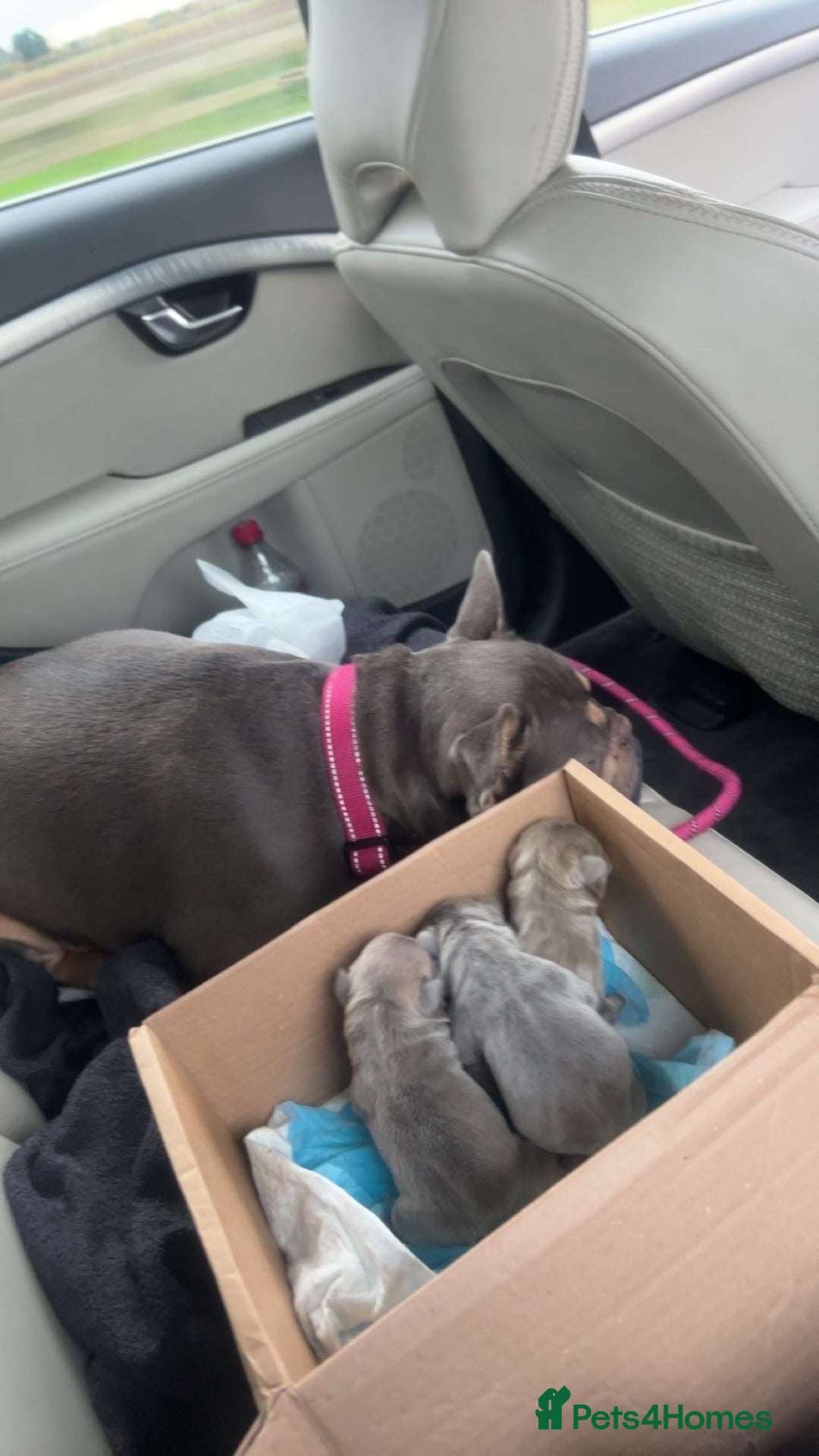 French Bulldog dogs for sale: French bull dog puppies  - Advert 4