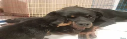 Rottweiler dogs for sale: German rottweiler pups now ready  - Advert 6