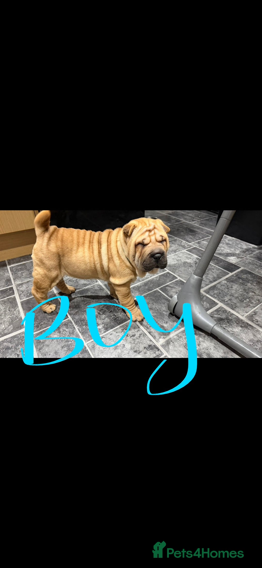 Shar Pei dogs for sale: 2 baby’s left… 1 boy & 1 girl left  - Advert 4