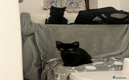 Mixed Breed cats for sale: 2 Beautiful Bonded Kittens - Image 5