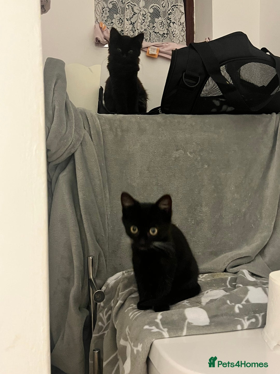 Mixed Breed cats for sale: 2 Beautiful Bonded Kittens - Image 5