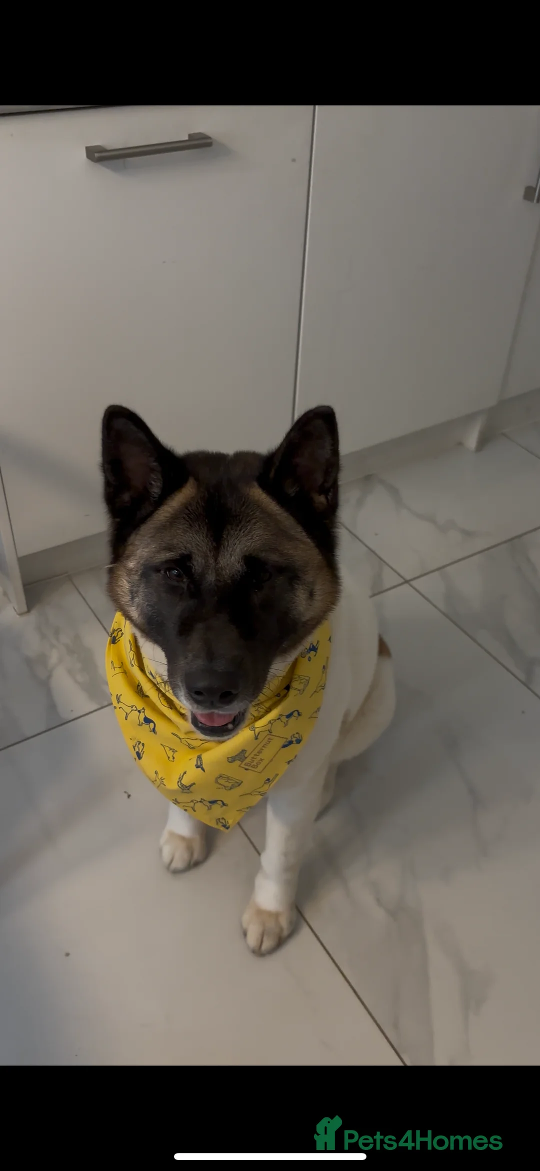 Akita dogs for sale: Stormie is looking for a new loving home 🐾🤍 - Advert 1