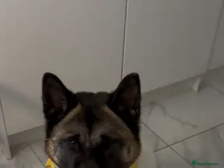 Akita dogs Stormie is looking for a new loving home 🐾🤍 - Advert 4