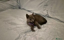 British Shorthair cats for sale: Gorgeous British blue kittens 🩶🤍🩵 - Image 4