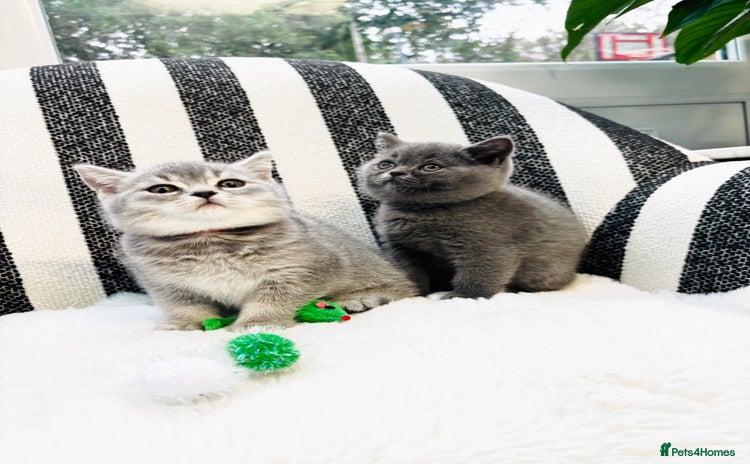 British Shorthair cats - Advert 5