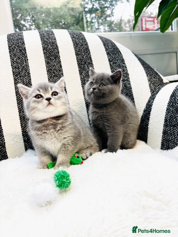 British Shorthair cats - Advert 11