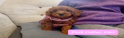 Goldendoodle dogs for sale: Goldendoodle puppies - Advert 14