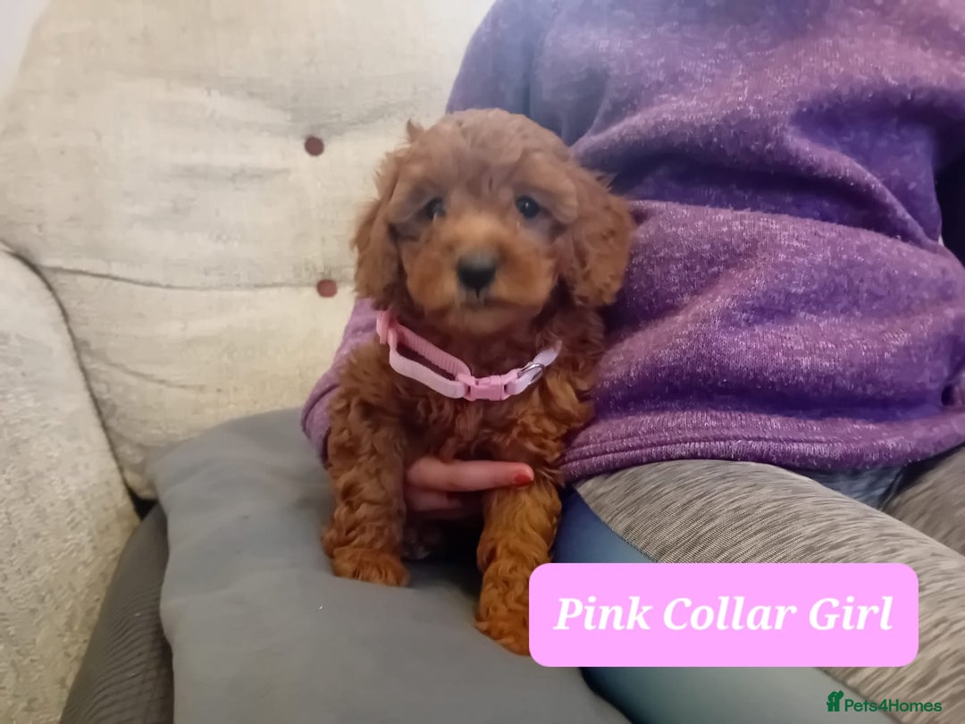 Goldendoodle dogs for sale: Goldendoodle puppies - Advert 14