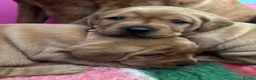Labrador Retriever dogs for sale: FiOx red Labradors  - Advert 7