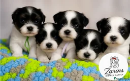 Yorkshire Terrier dogs for sale: Pure breed Terrier puppies 4 Generation - Image 1