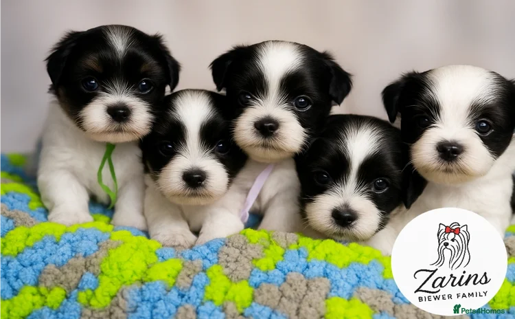Yorkshire Terrier dogs - Advert 2
