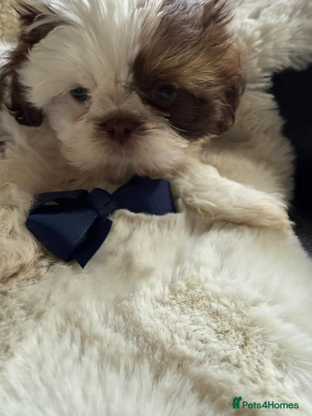Shih Tzu dogs for sale: 4 imperial shih Tzu beautiful boys  - Image 12
