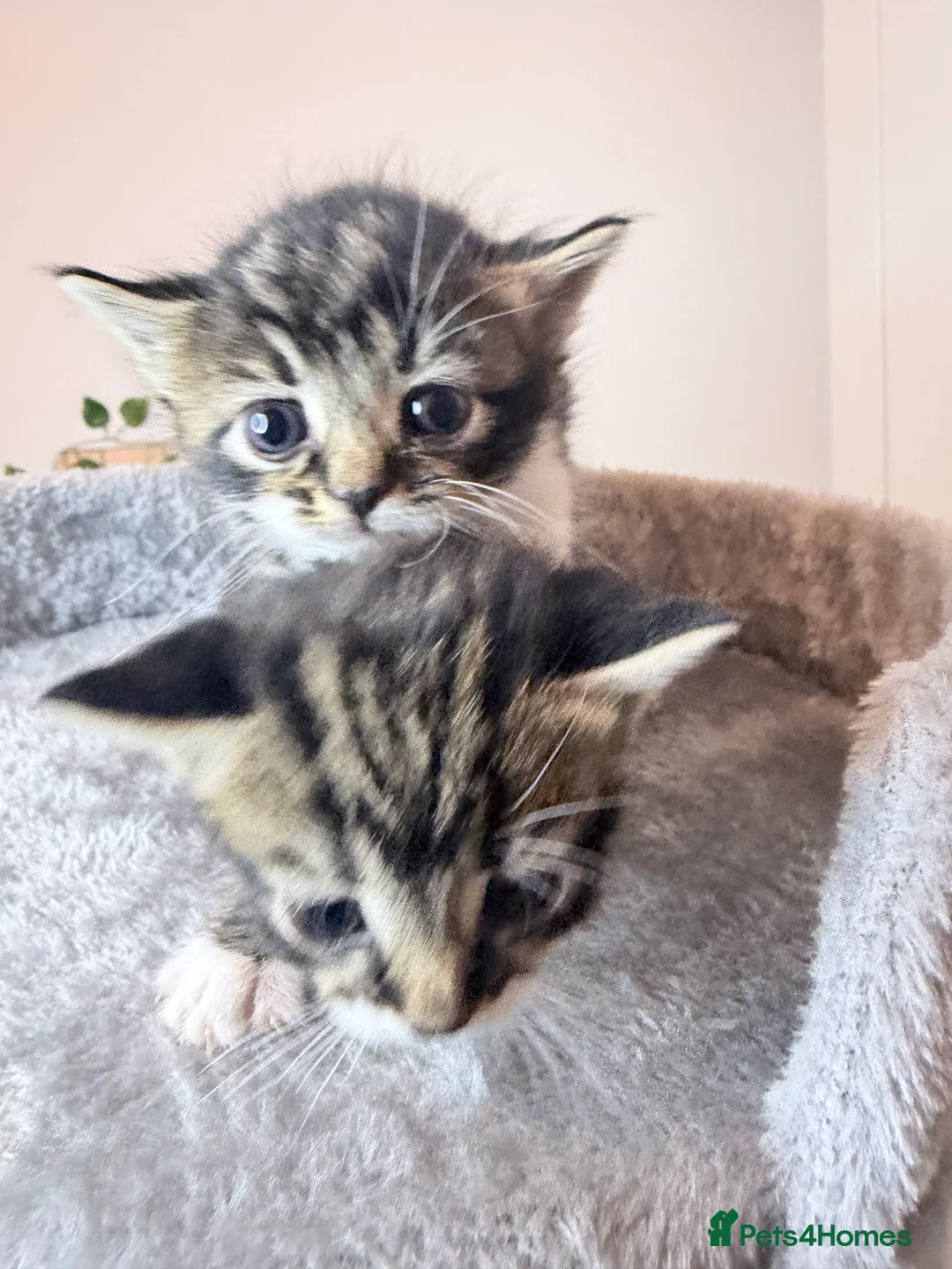 American Shorthair cats for sale: American shorthair/domestic shorthair kittens   in London - Advert 11