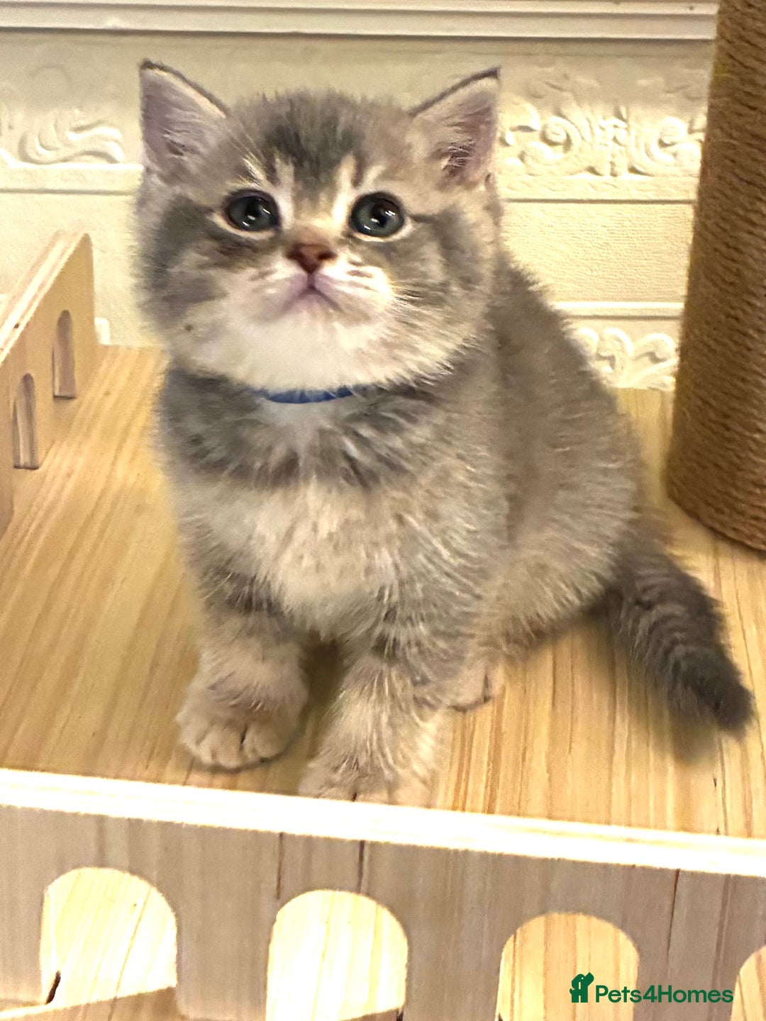 Scottish Fold cats for sale: 5 Scottish Fold Kittens for sale - Advert 25