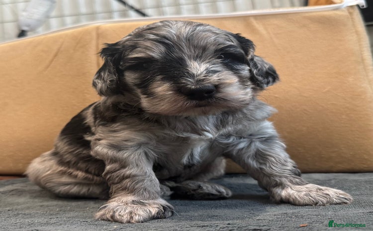 Cockapoo dogs - Advert 1