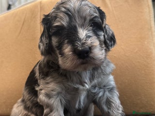 Cockapoo dogs One Apricot F1B Cockapoo Puppies - Advert 5