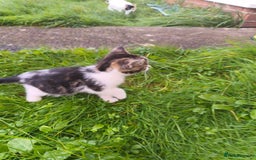 Domestic Shorthair cats for sale: Adorable Kittens Looking for Loving Homes 🐾 - Image 8