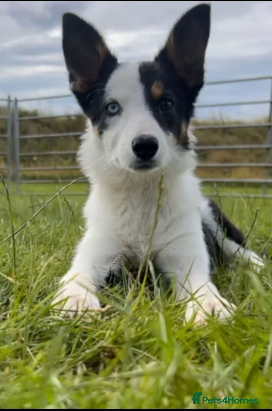 Australian Kelpie dogs Collie  - Advert 10