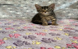 Mixed Breed cats for sale: Mixed breed adorable kittens in Waltham Cross - Image 8