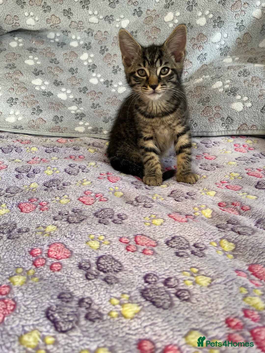 Mixed Breed cats for sale: Mixed breed adorable kittens in Waltham Cross - Image 8