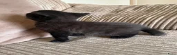 Mixed Breed cats for sale: Grey and black striped kittens For Sale - Advert 25