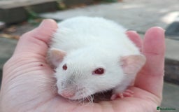 Rat rodents for sale: Baby rats - standard and dwarf  - Image 2
