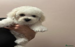 Bichon Frise dogs for sale: Stunning Bichon puppies - Image 2