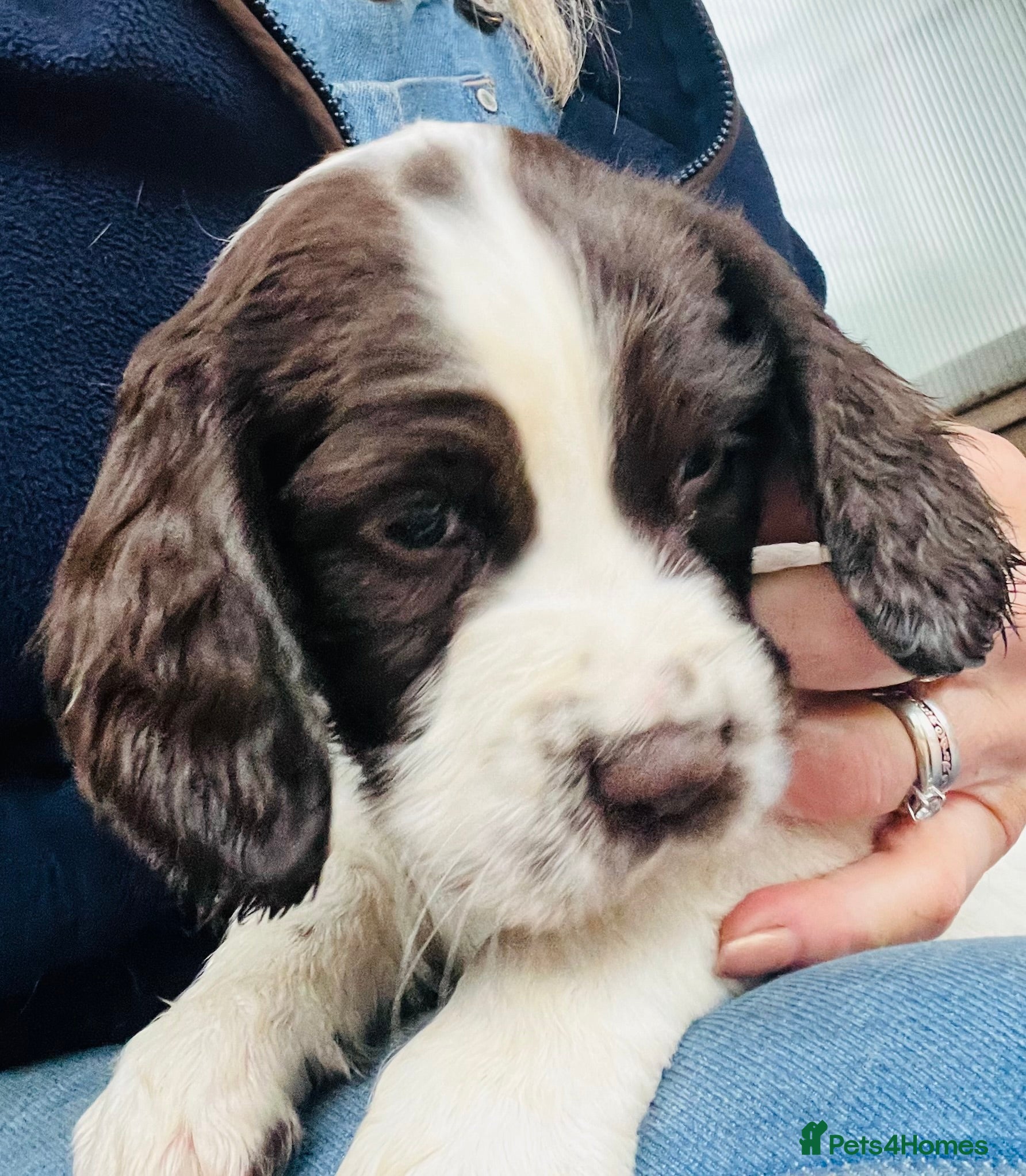 English Springer Spaniel dogs KC REGISTERED ENGLISH SPRINGER SPANIELS  - Advert 2