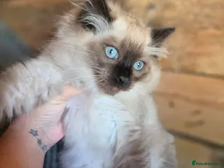 Ragdoll cats Stunning boy Ragdoll kitten ready to go - Advert 5